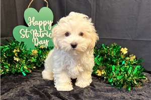 Karter - puppy for sale