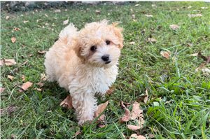 Franny - Malti Poo - Maltipoo for sale