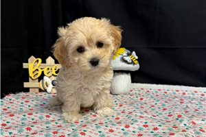 Margo - puppy for sale
