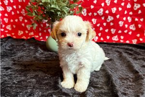 Bobby - puppy for sale