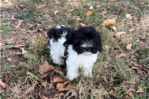 Charlotte - Maltipoo for sale
