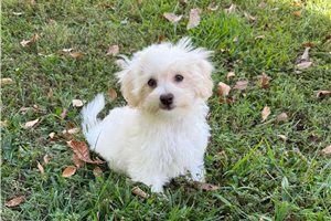 Bodhi - puppy for sale