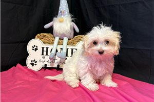 Katherine - Malti Poo - Maltipoo for sale