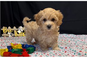Meredith - Malti Poo - Maltipoo for sale
