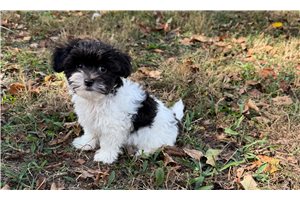 Caleb - Maltipoo for sale