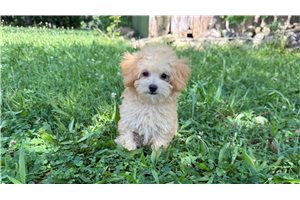 Dover - Malti Poo - Maltipoo for sale