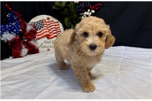 Dallas - puppy for sale