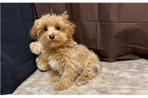 Valor - puppy for sale