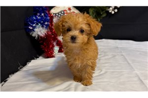 Dawn - puppy for sale