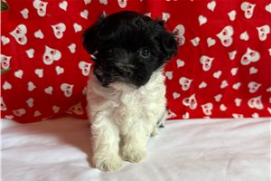 Bogart - puppy for sale