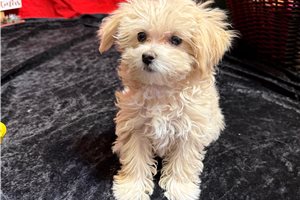 Vicki - puppy for sale