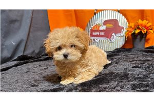 Violet - puppy for sale