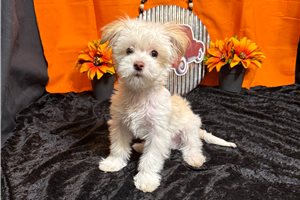 Blue - Malti Poo - Maltipoo for sale
