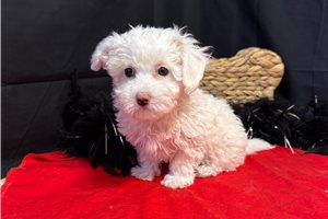 Perdita - Malti Poo - Maltipoo for sale