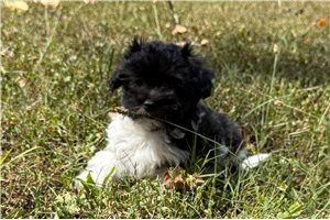 Blush - puppy for sale