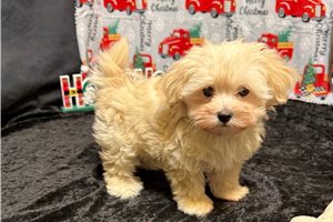 Theo - Malti Poo - Maltipoo for sale