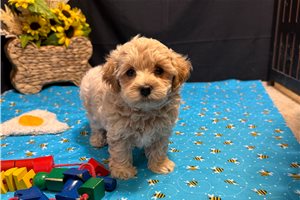 Adam - Malti Poo - Maltipoo for sale