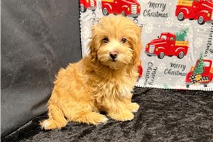 Vinny - puppy for sale