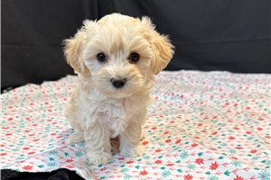 Madison - puppy for sale