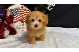 Debbie - puppy for sale
