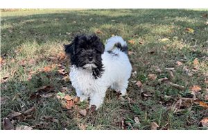 Custard - Maltipoo for sale