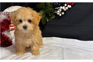 Dover - Malti Poo - Maltipoo for sale