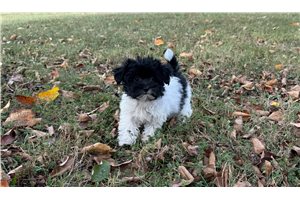 Collette - Maltipoo for sale