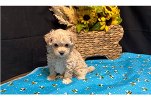Authur - puppy for sale