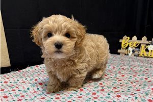Matthew - puppy for sale