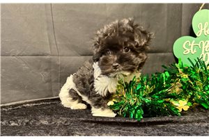 Kinsley - Malti Poo - Maltipoo for sale