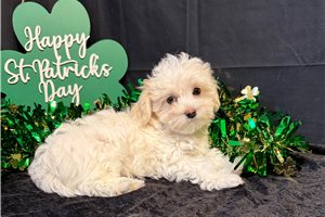 Katherine - Malti Poo - Maltipoo for sale