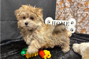 Kinsley - Morkie / Yorktese for sale