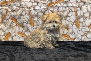 Kayden - Morkie / Yorktese for sale