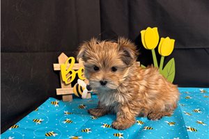 Kingston - Morkie / Yorktese for sale