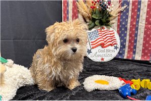 Kayden - Morkie / Yorktese for sale