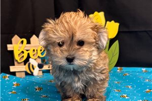Kayden - Morkie / Yorktese for sale