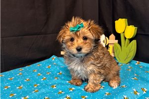 Kehlani - Morkie / Yorktese for sale