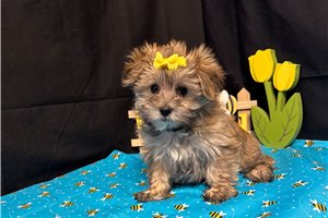 Kinsley - puppy for sale