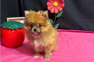 Halie - Pomeranian for sale