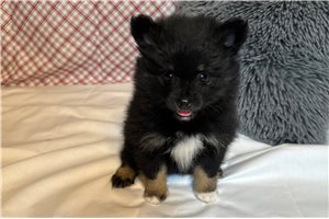 Thea - Pomeranian for sale