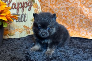 Grayson - puppy for sale