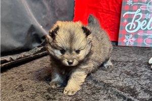 Zelda - Pomeranian for sale