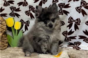 Argo - Pomeranian for sale