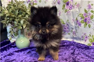 Gage - puppy for sale