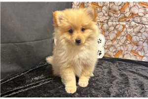 Chip - Pomeranian for sale