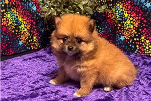 Halie - Pomeranian for sale