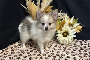 Zeke - Pomeranian for sale