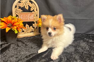 Ivan - puppy for sale