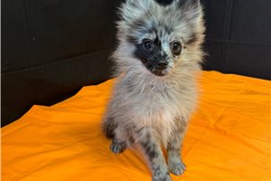 Nash - puppy for sale