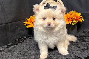 Felicia - puppy for sale